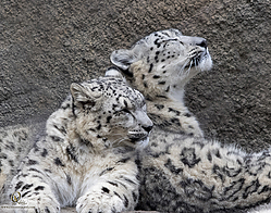 Zoo_PH19_IMG_1533.jpg