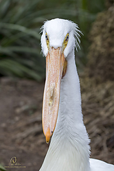 Zoo_PH19_IMG_1700.jpg