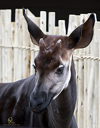 Zoo_PH19_IMG_1804.jpg