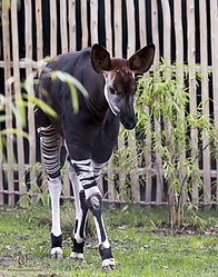 Zoo_PH19_IMG_1826.jpg