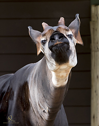 Zoo_PH19_IMG_1916.jpg