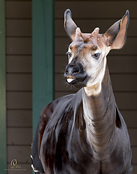 Zoo_PH19_IMG_1920.jpg