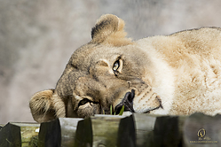Zoo_PH19_IMG_2206.jpg