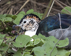 Zoo_PH19_IMG_2477.jpg