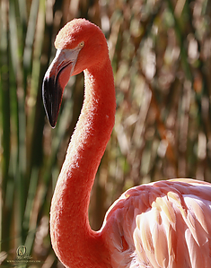 01_Zoo_PH19__MG_0805.jpg