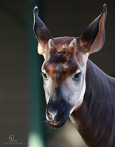 04_Zoo_PH19__MG_0832.jpg