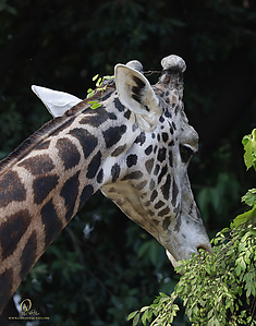 11_Zoo_PH19__MG_0895.jpg