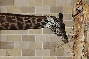 12_Zoo_PH19__MG_0897.jpg