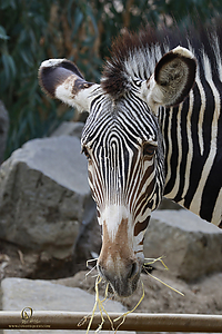 13_Zoo_PH19__MG_0906.jpg