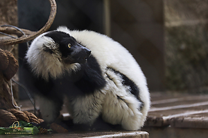 14_Zoo_PH19__MG_0916.jpg