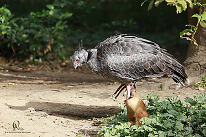 15_Zoo_PH19__MG_0919.jpg
