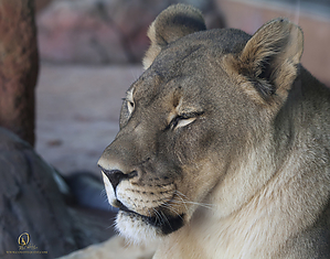 28_Zoo_PH19_IMG_7489.jpg