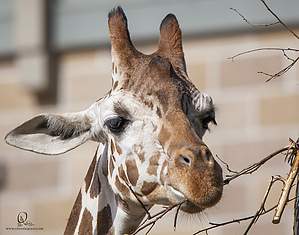 33_Zoo_PH19_IMG_7523.jpg