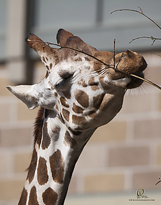 34_Zoo_PH19_IMG_7527.jpg