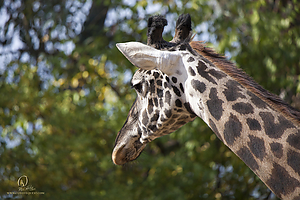 37_Zoo_PH19_IMG_7532.jpg