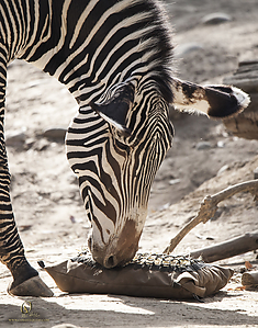 40_Zoo_PH19_IMG_7537.jpg