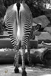 43_Zoo_PH19_IMG_7549.jpg