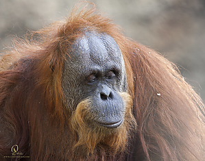 45_Zoo_PH19_IMG_7560.jpg