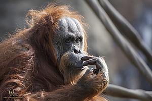 52_Zoo_PH19_IMG_7607.jpg