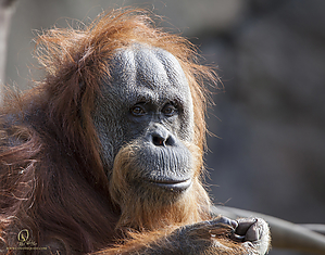 56_Zoo_PH19_IMG_7620.jpg