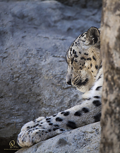 60_Zoo_PH19_IMG_7645.jpg