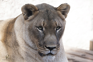 63_Zoo_PH19_IMG_7695.jpg