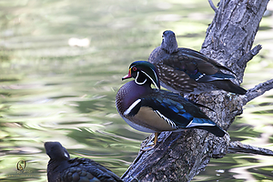 64_Zoo_PH19_IMG_7719.jpg