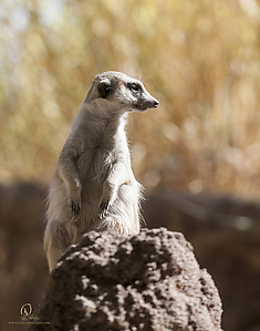 73_Zoo_PH19_IMG_7777.jpg