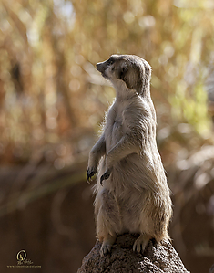 74_Zoo_PH19_IMG_7782.jpg