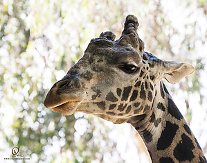 76_Zoo_PH19_IMG_7798.jpg