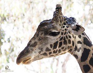 80_Zoo_PH19_IMG_7816.jpg