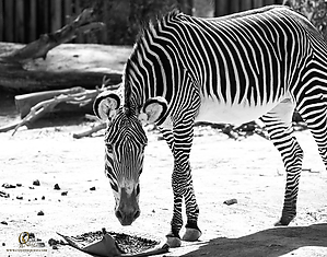 84_Zoo_PH19_IMG_7849.jpg