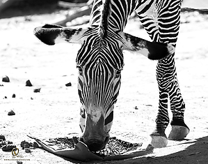 85_Zoo_PH19_IMG_7853.jpg