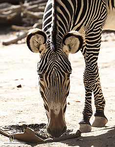 86_Zoo_PH19_IMG_7855.jpg