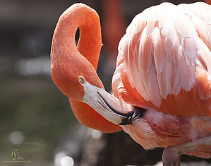 90_Zoo_PH19_IMG_7883.jpg