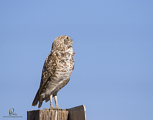 owls_PH19_IMG_7840.jpg