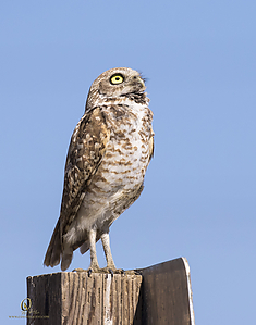 owls_PH19_IMG_7848.jpg