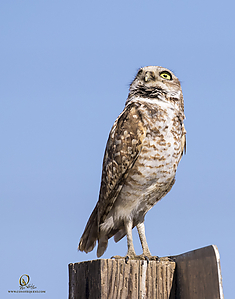 owls_PH19_IMG_7854.jpg