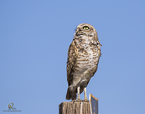 owls_PH19_IMG_7879.jpg