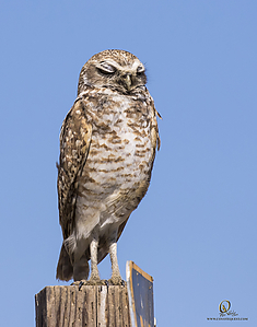 owls_PH19_IMG_7881.jpg
