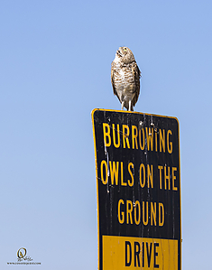 owls_PH19_IMG_7910.jpg