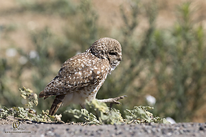owls_PH19_IMG_7948.jpg