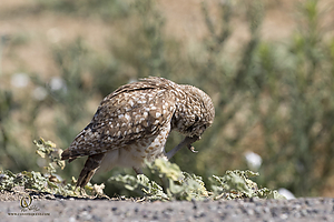 owls_PH19_IMG_7951.jpg