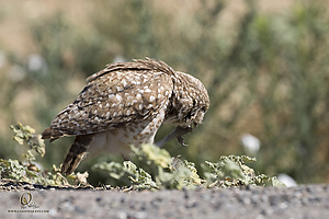 owls_PH19_IMG_7954.jpg