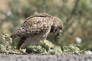 owls_PH19_IMG_7962.jpg