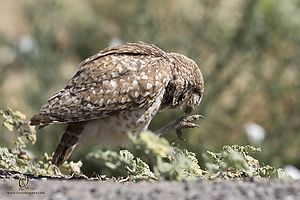 owls_PH19_IMG_7963.jpg