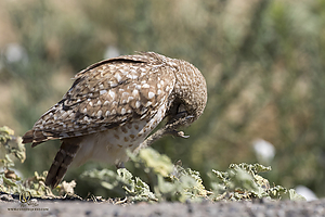 owls_PH19_IMG_7964.jpg