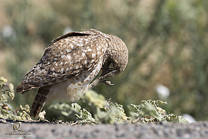 owls_PH19_IMG_7965.jpg