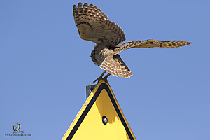 owls_PH19_IMG_7980.jpg