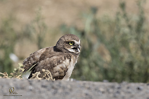 owls_PH19_IMG_8059.jpg